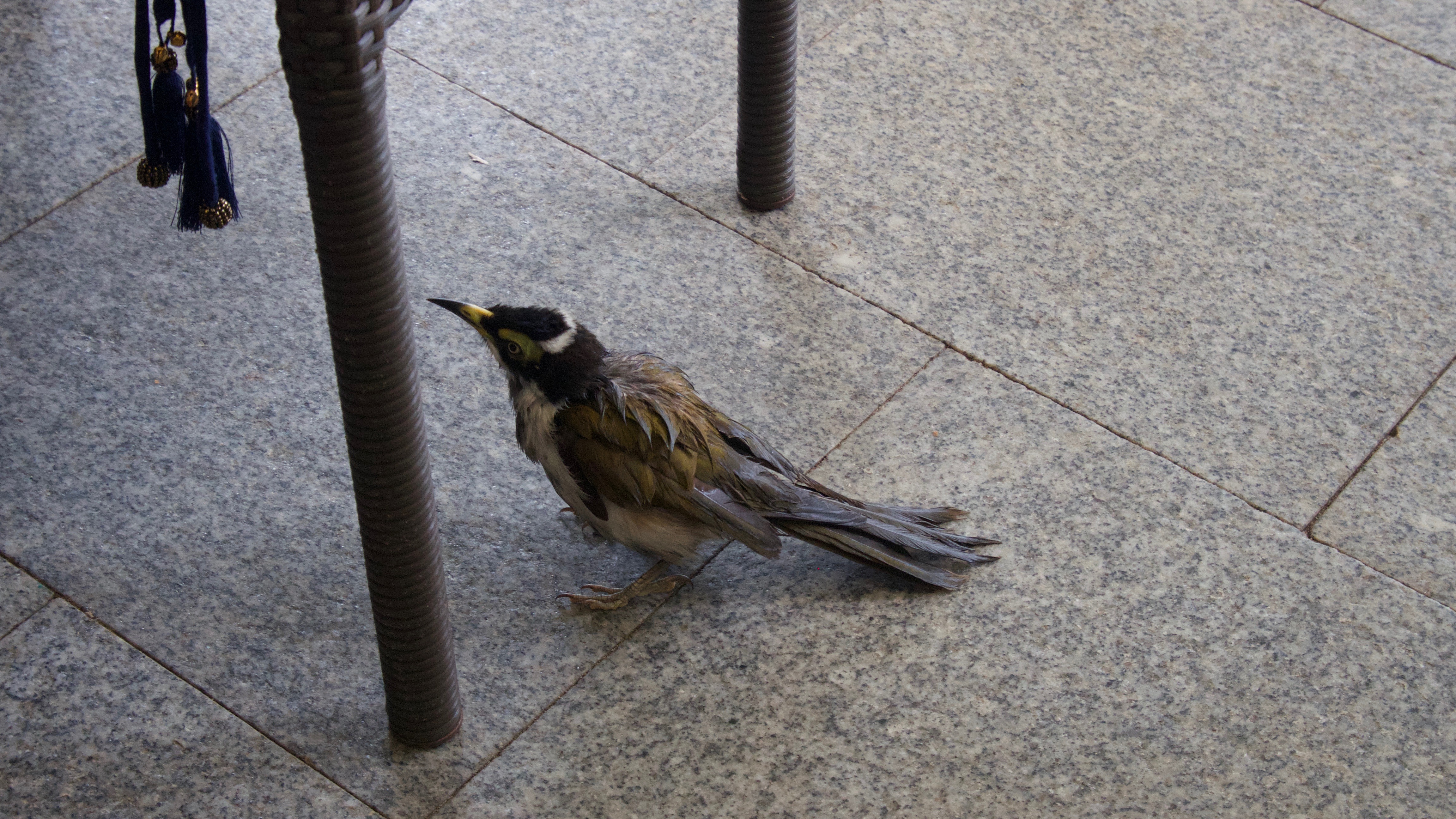 wet bird at lunch