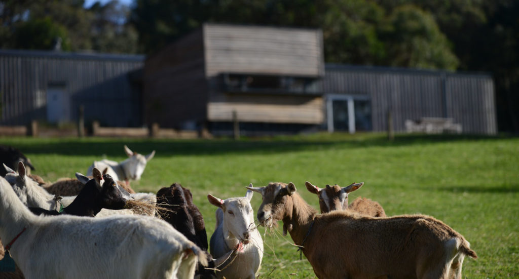 best goat cheese in Australia