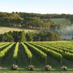 Montalto vineyard Mornington Peninsula