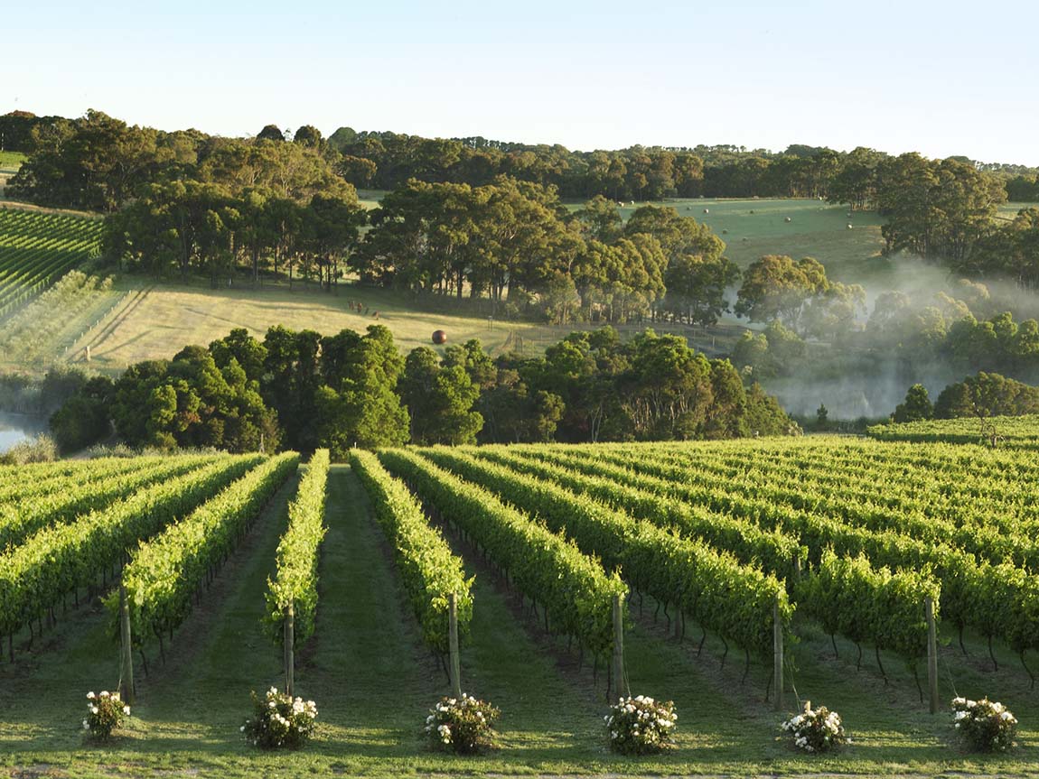 Montalto vineyard Mornington Peninsula